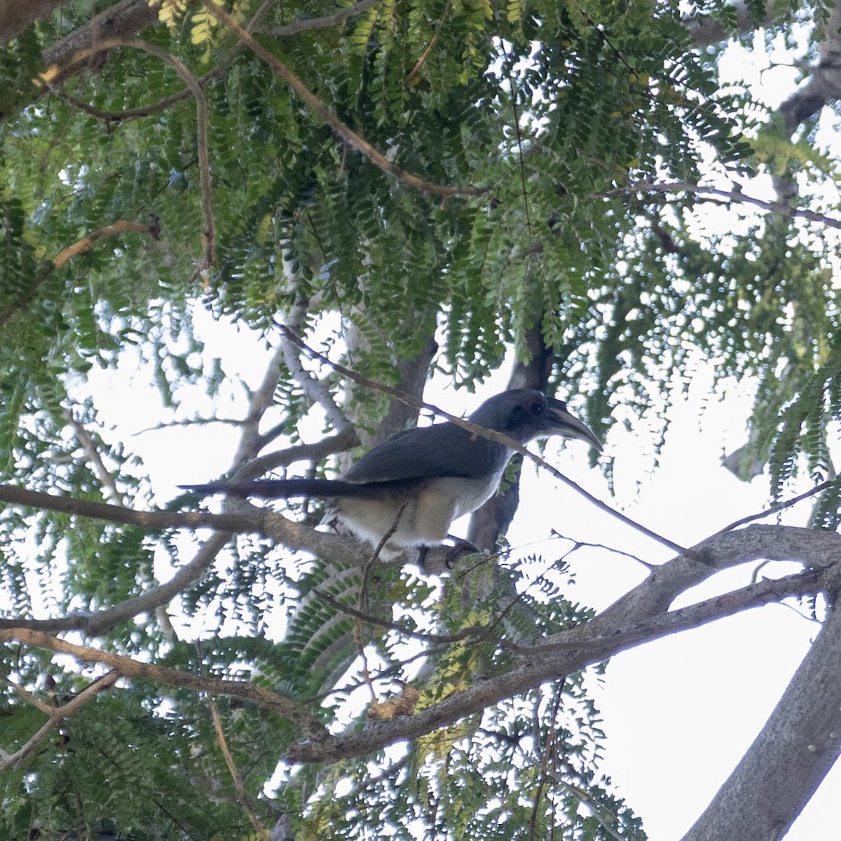 Indian Gray Hornbill - ML646635196