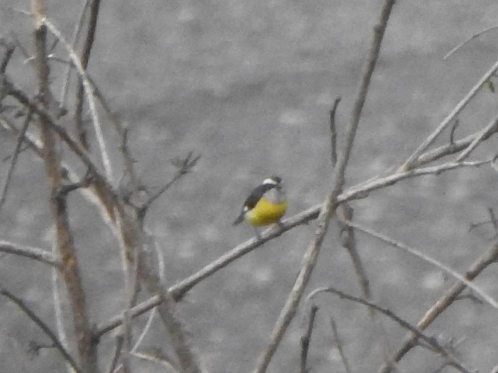 Bananaquit - ML646635203