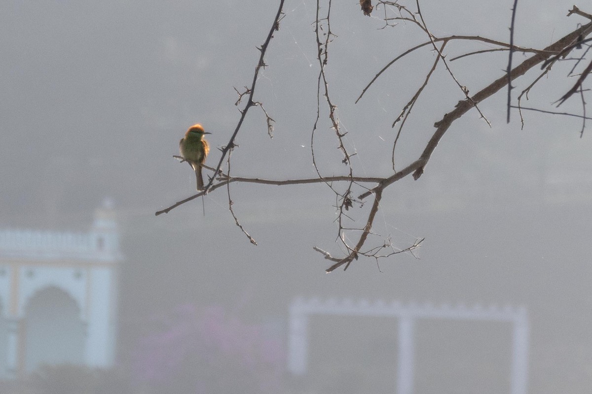 Asian Green Bee-eater - ML646635207