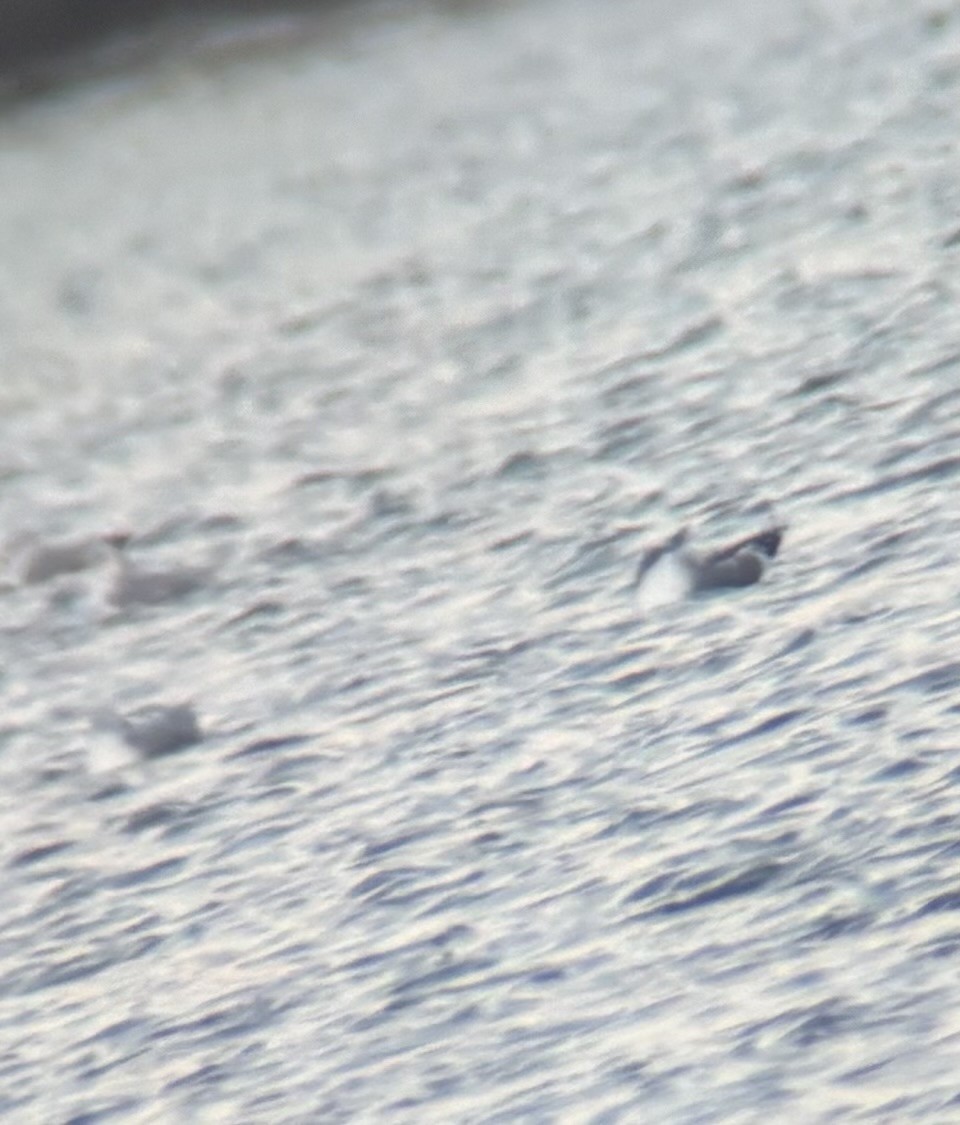 racek bouřní/aljašský - ML646635209