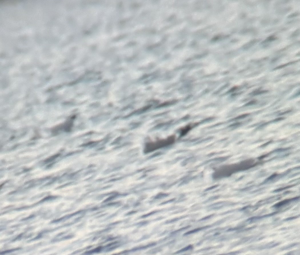 racek bouřní/aljašský - ML646635210