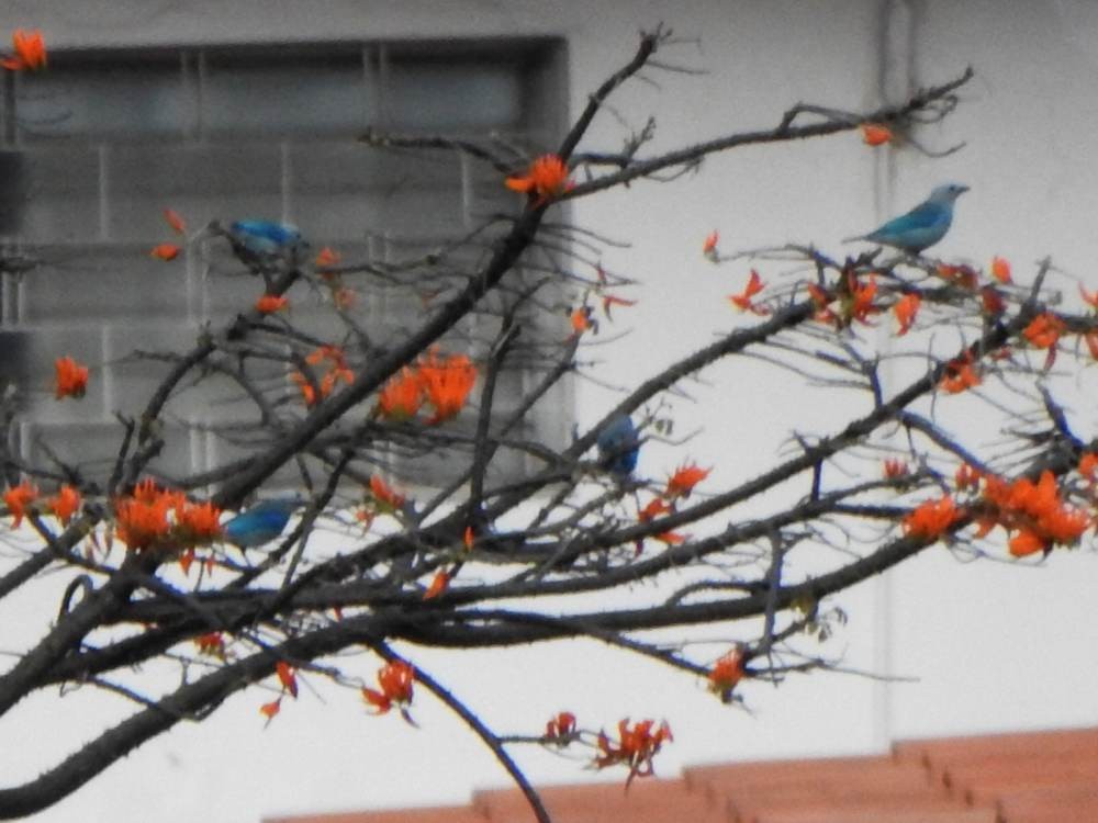 Blue-gray Tanager - ML646635212