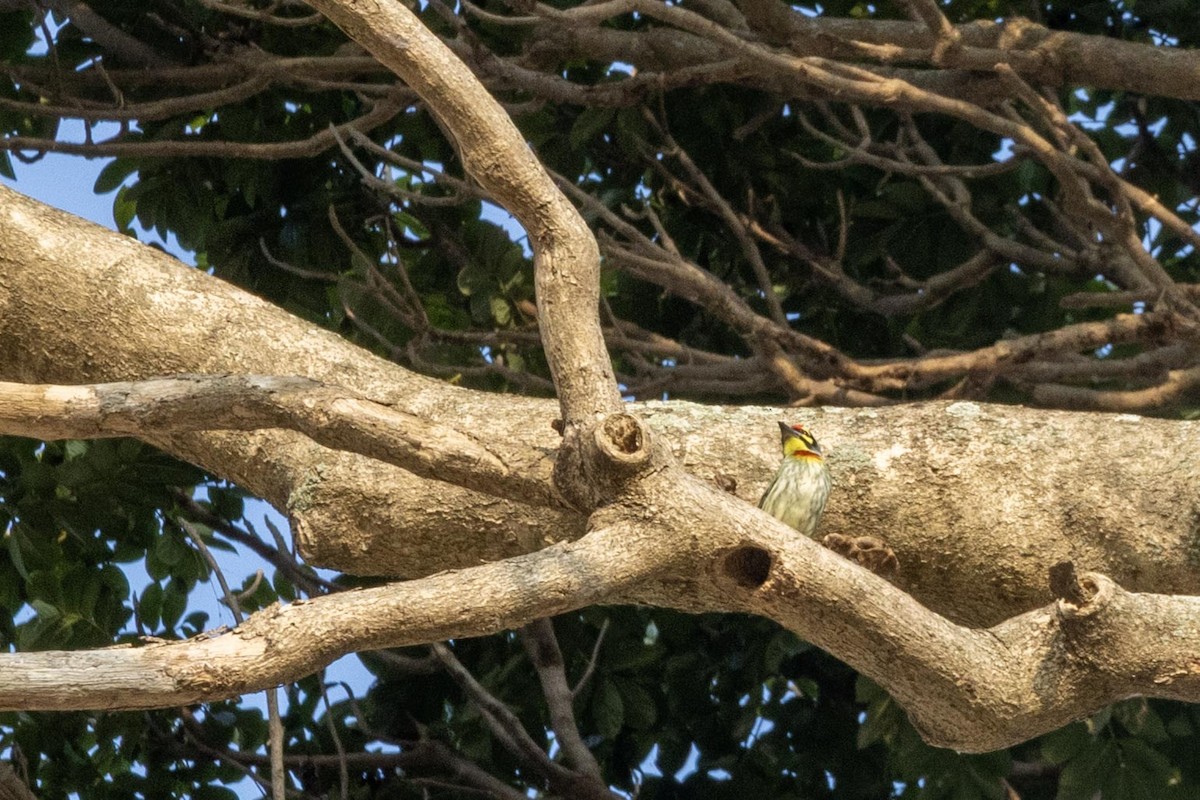 Coppersmith Barbet - ML646635214