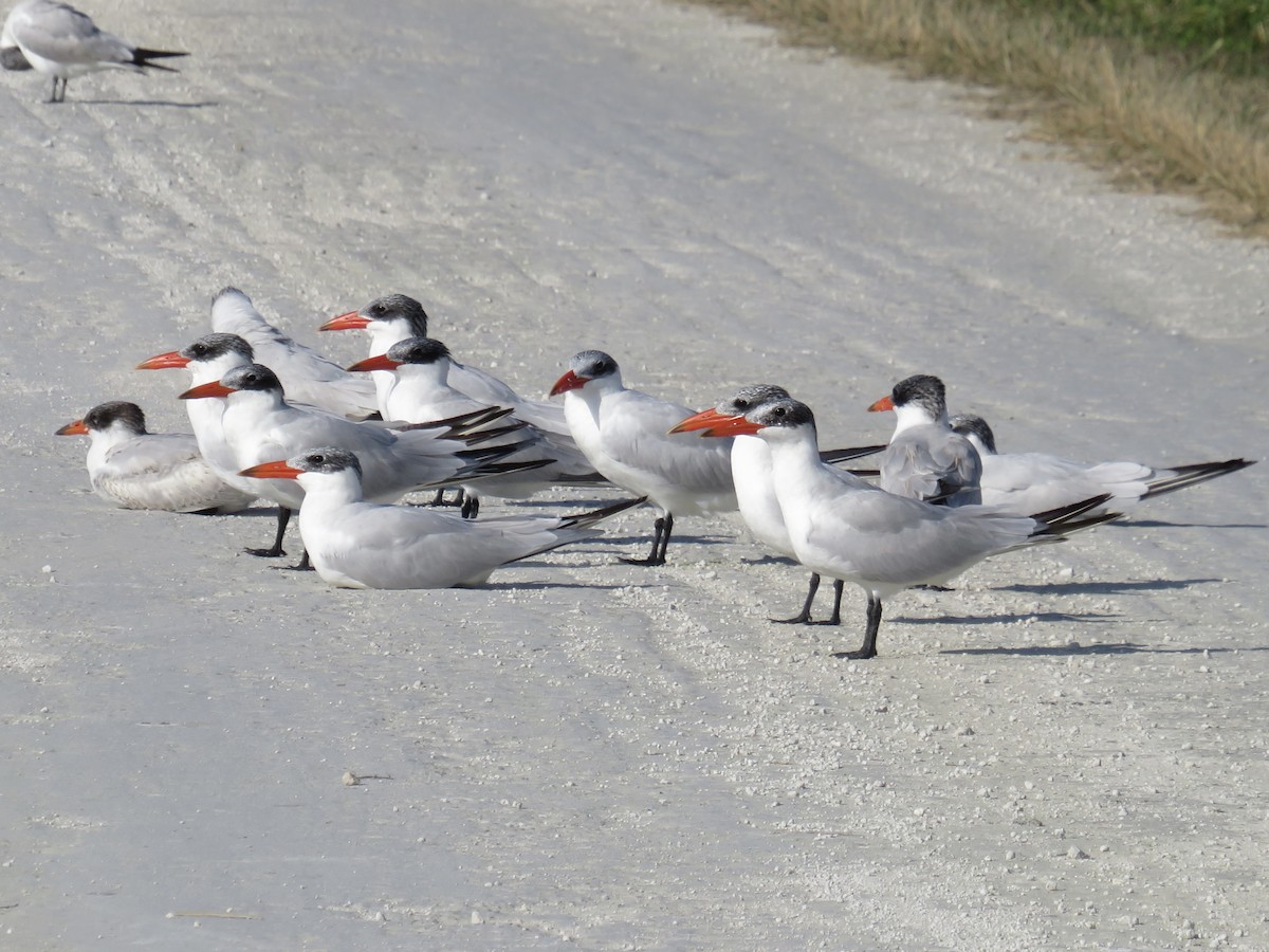 Caspian Tern - ML646635215