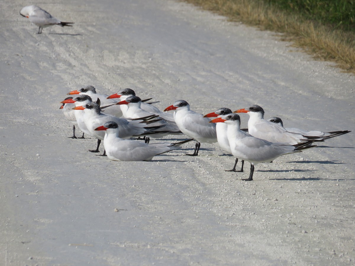 Caspian Tern - ML646635216