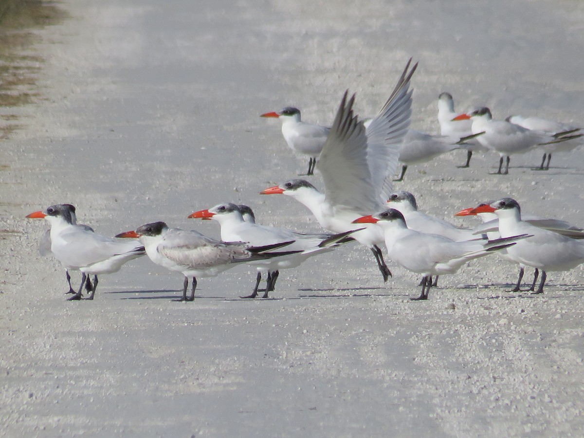 Caspian Tern - ML646635217