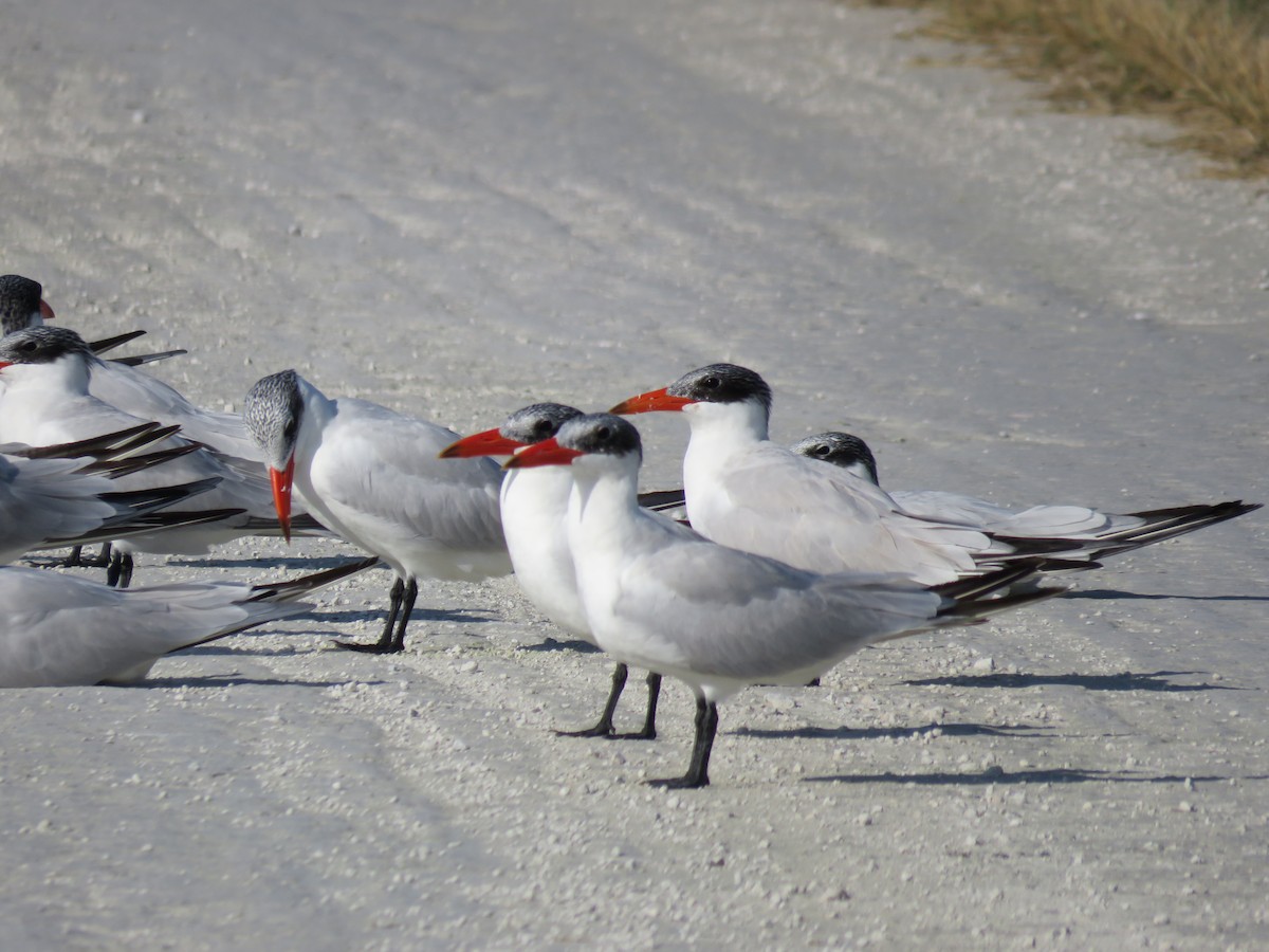 Caspian Tern - ML646635218