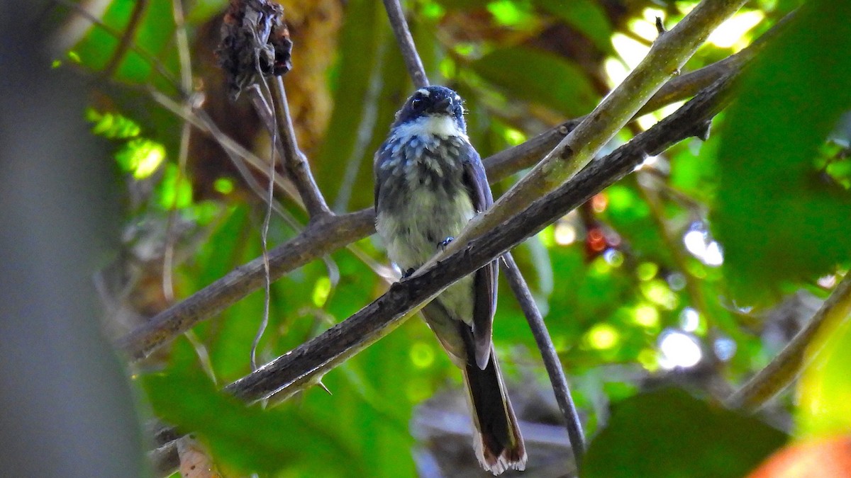 Northern Fantail (Seram) - ML646635219