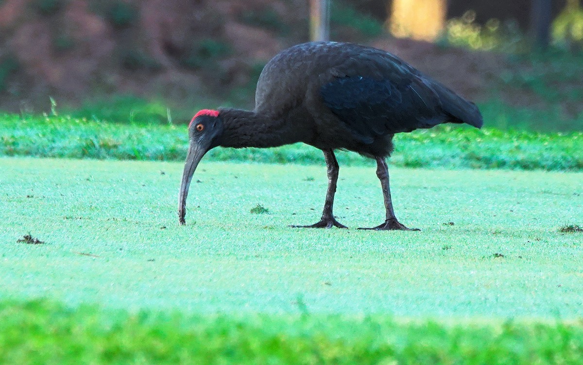 Red-naped Ibis - ML646635220