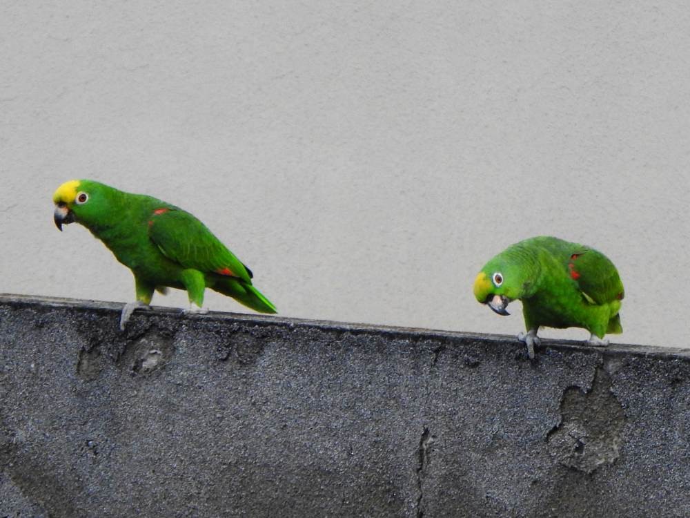 Yellow-crowned Amazon - ML646635221