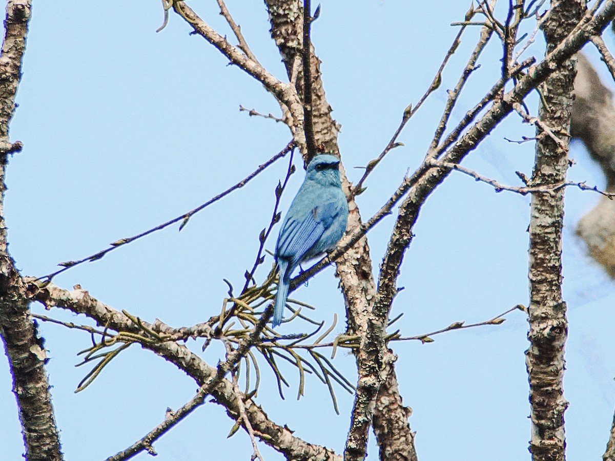 Verditer Flycatcher - ML646635222