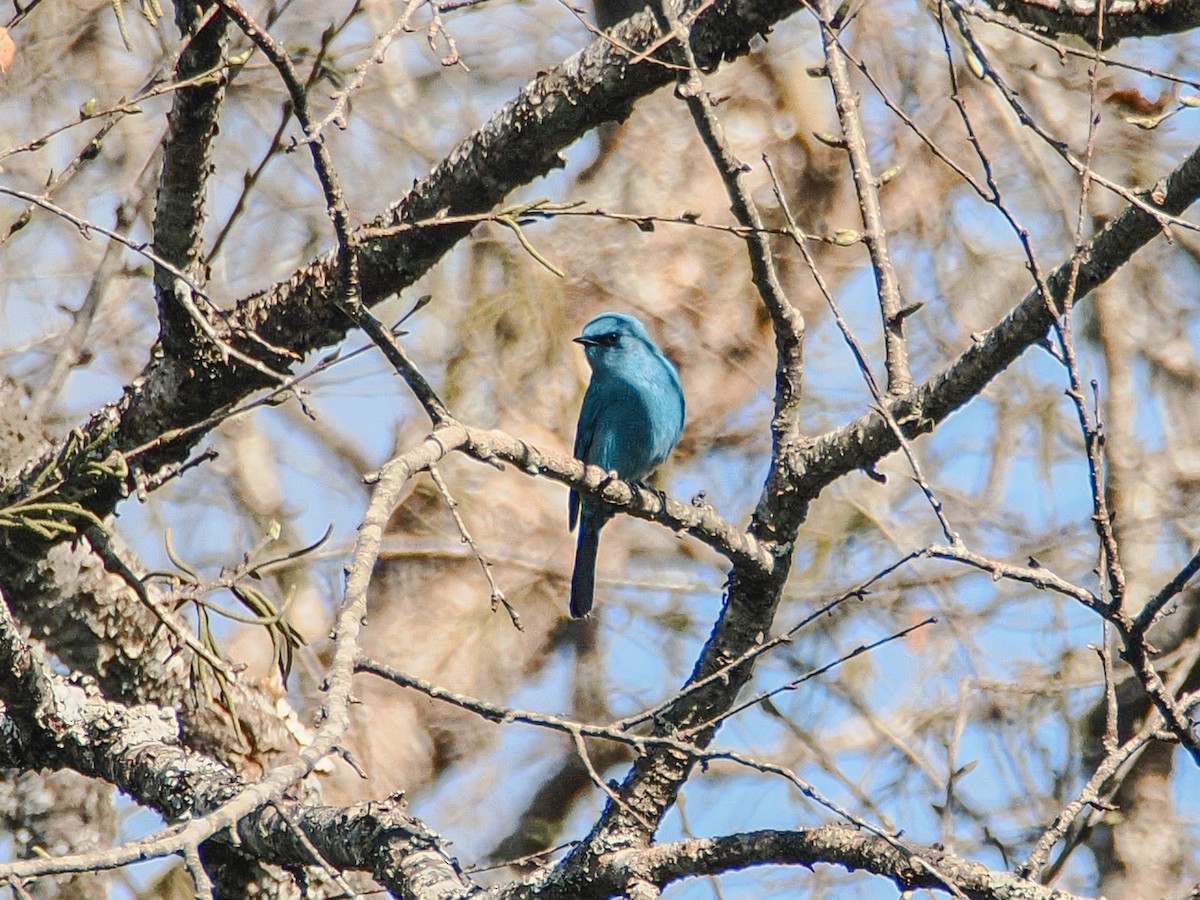 Verditer Flycatcher - ML646635223