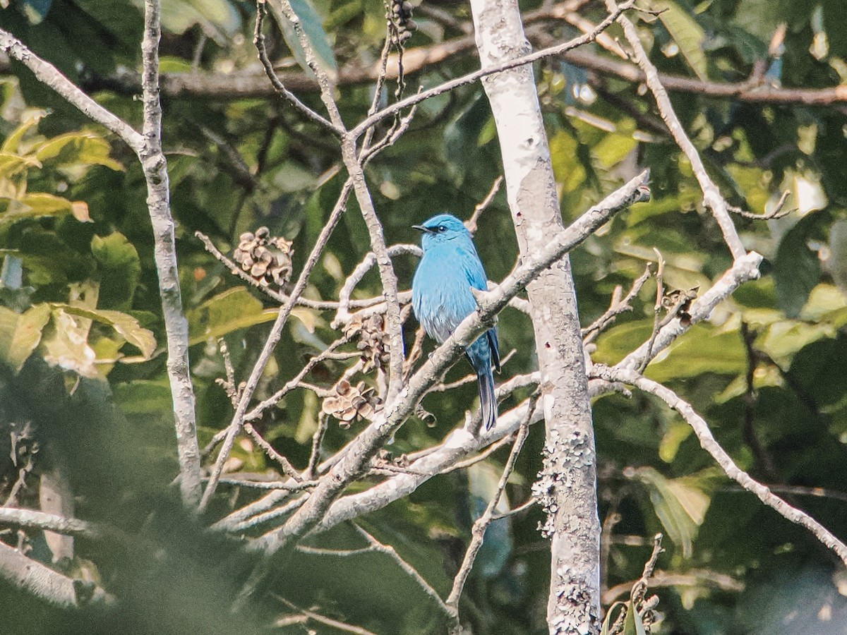 Verditer Flycatcher - ML646635224