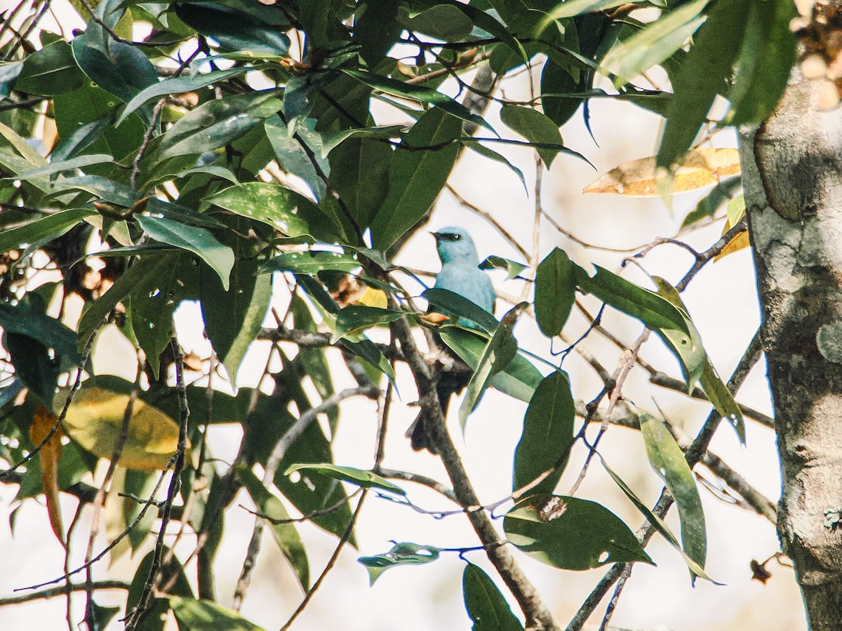 Verditer Flycatcher - ML646635225