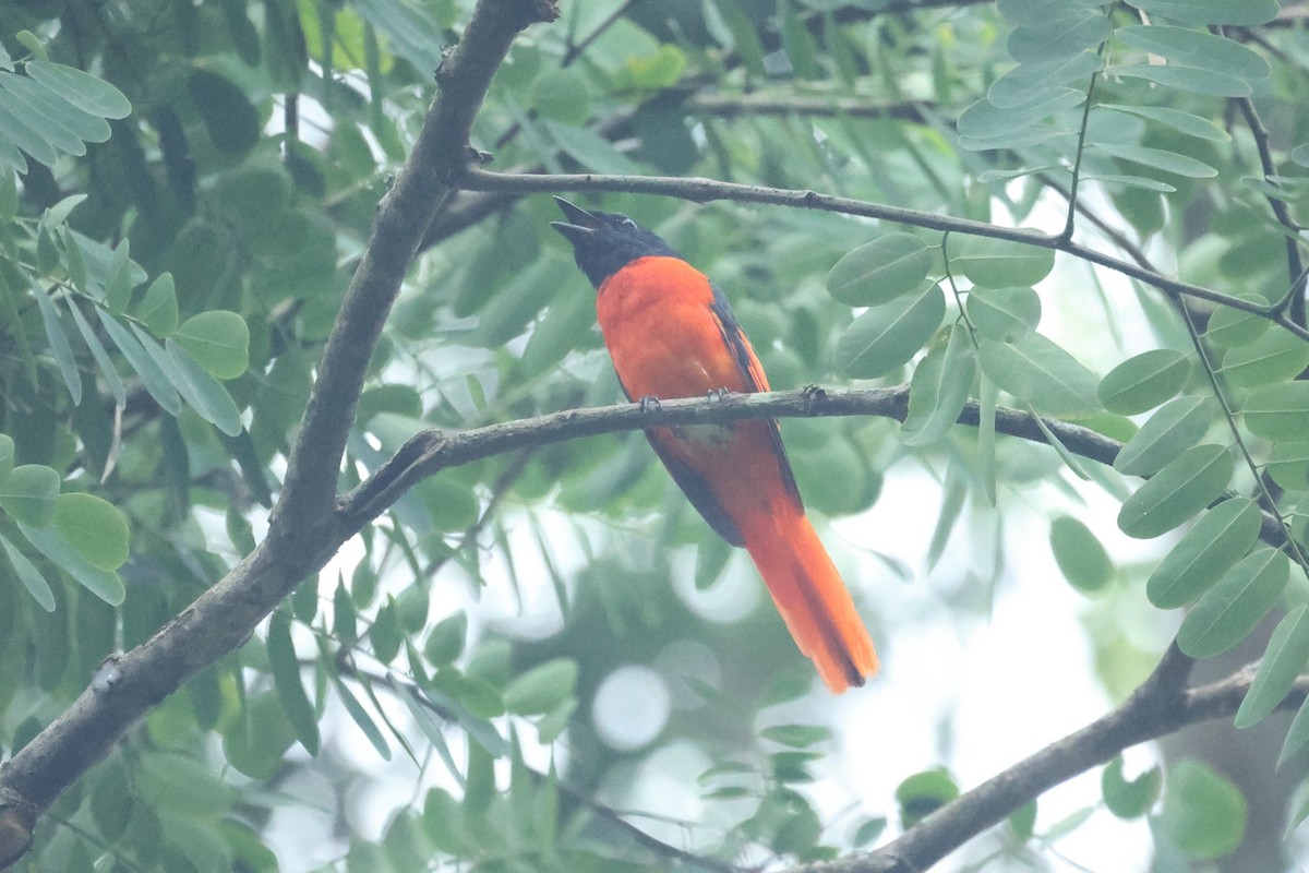 Scarlet Minivet - ML646635227