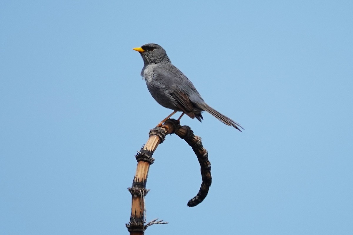 Slender-billed Finch - ML646635228
