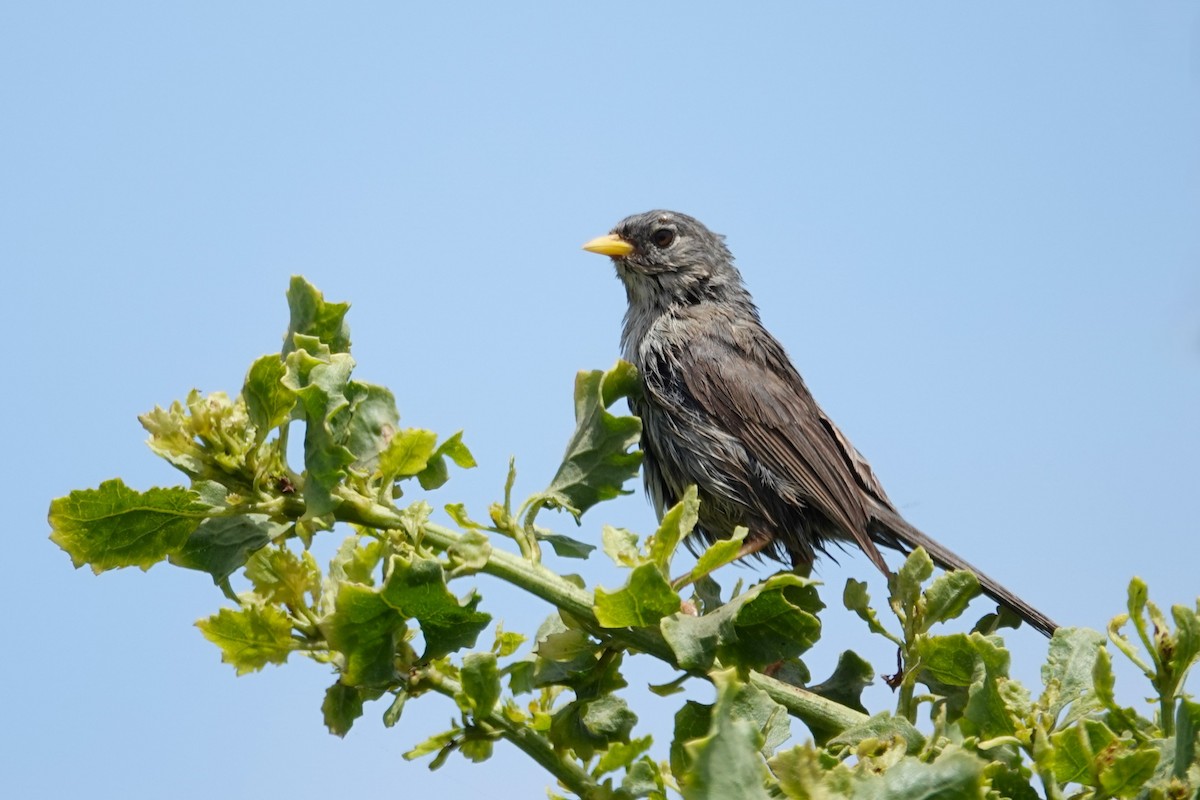 Slender-billed Finch - ML646635229