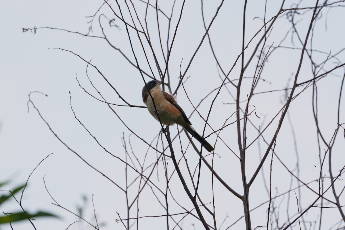 Burmese Shrike - ML646635230