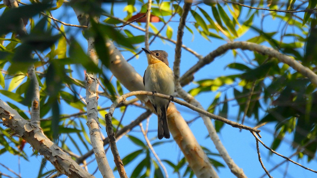 Moluccan Flycatcher - ML646635231