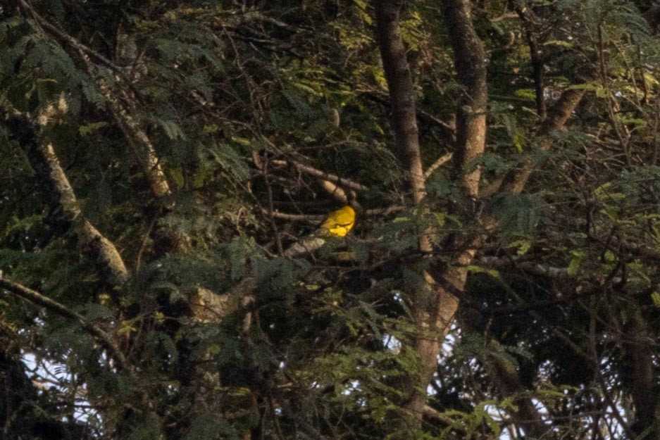 Indian Golden Oriole - ML646635232