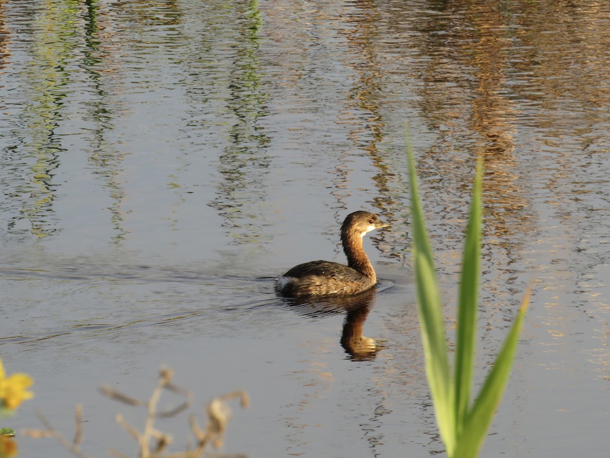 Pied-billed Grebe - ML646635238