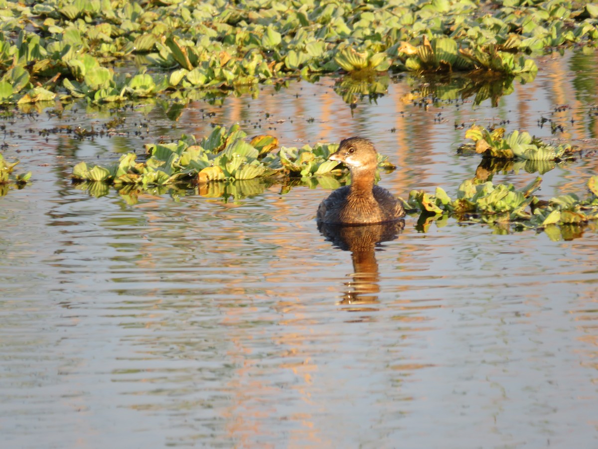 Pied-billed Grebe - ML646635239