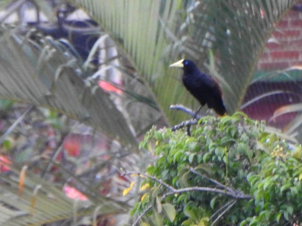 Crested Oropendola - ML646635240