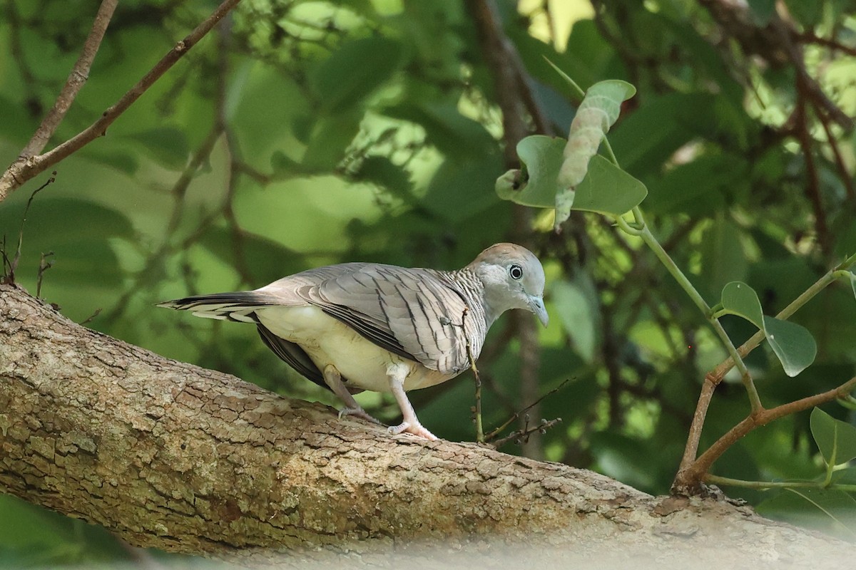 Zebra Dove - ML646635241