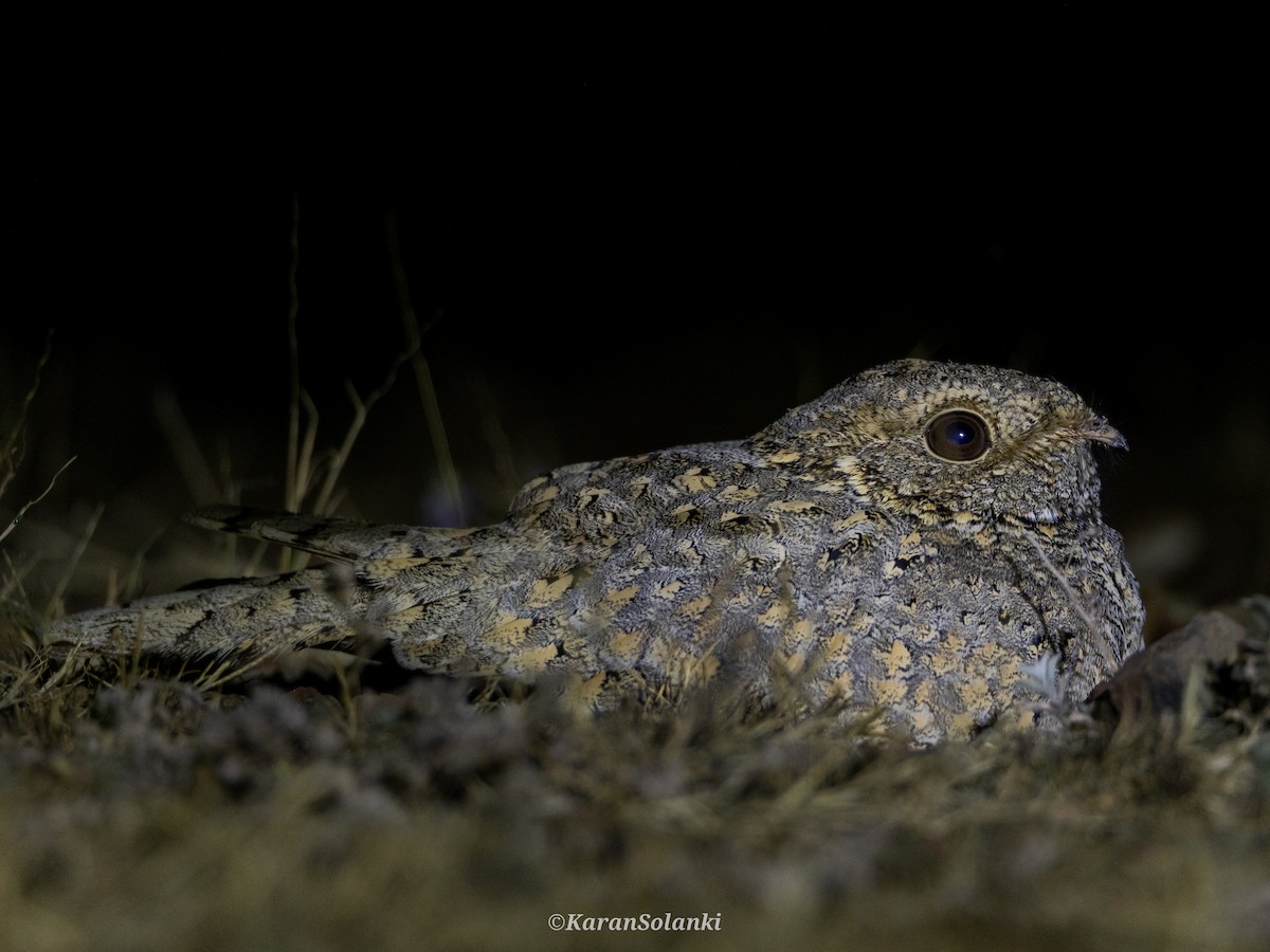 Sykes's Nightjar - ML646635242