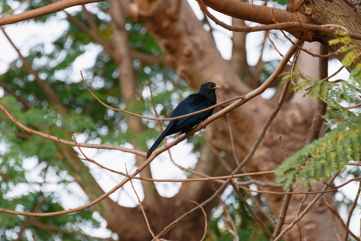 Asian Koel - ML646635243