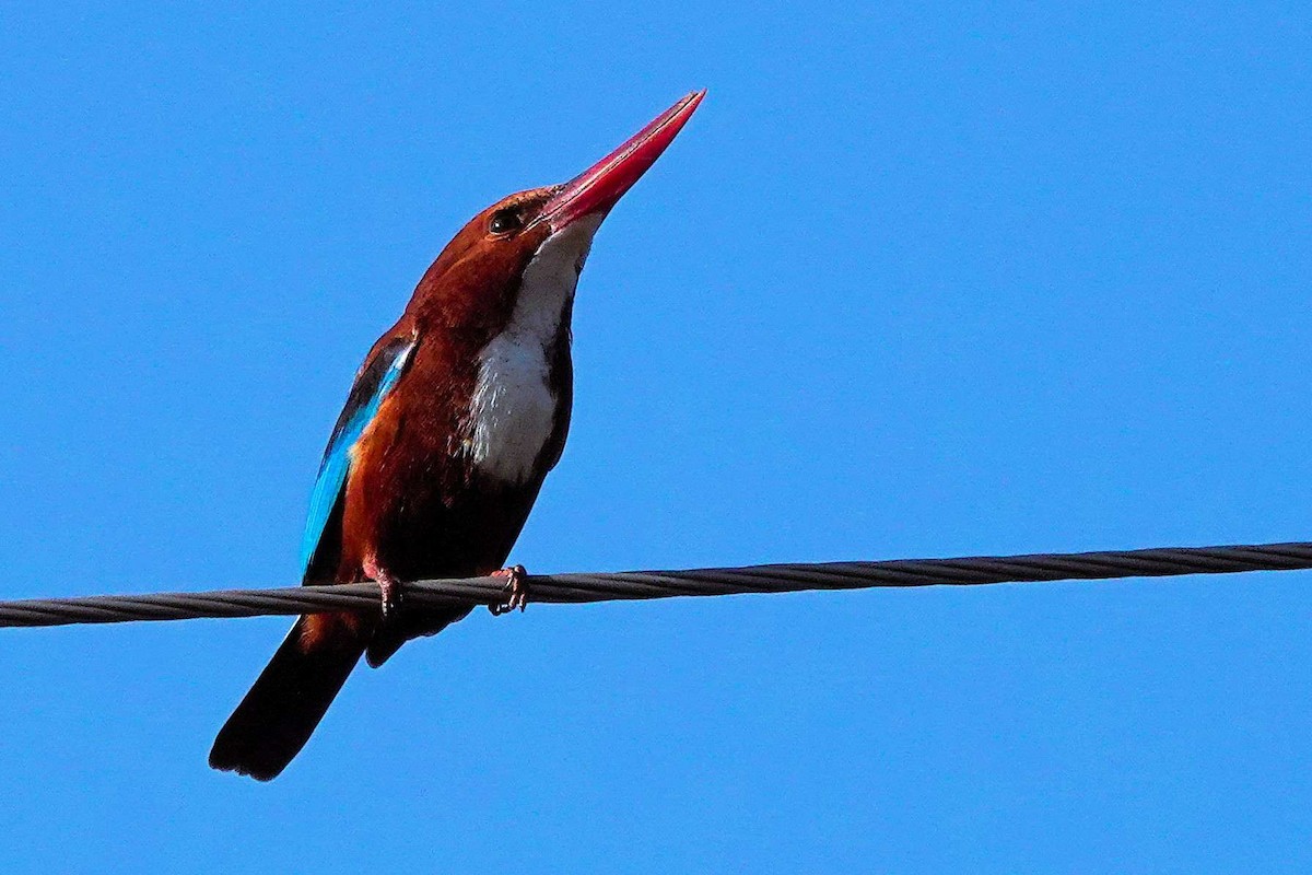White-throated Kingfisher - ML646635244