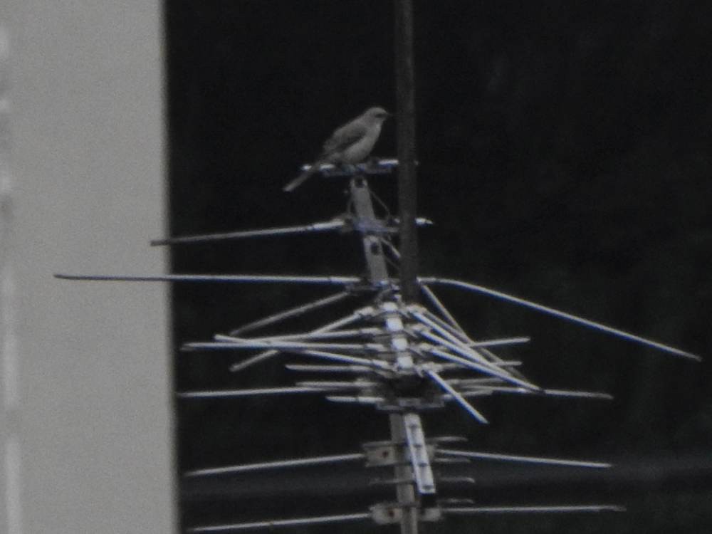 Tropical Mockingbird - ML646635246