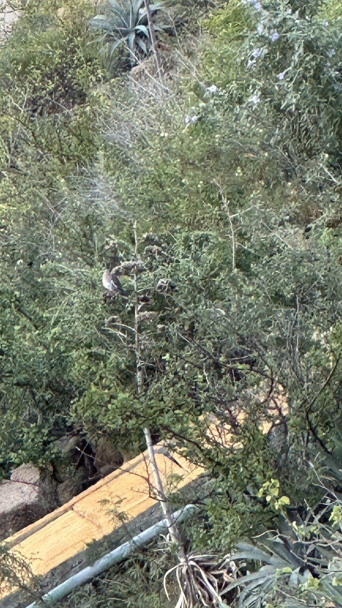 White-winged Dove - ML646635247