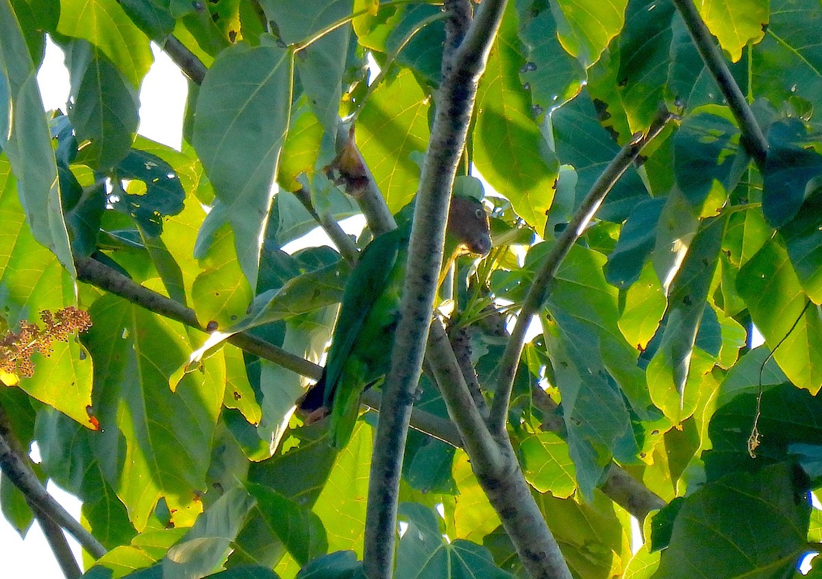 Red-cheeked Parrot - ML646635249