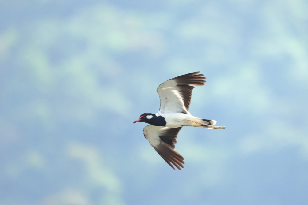 Red-wattled Lapwing - ML646635250