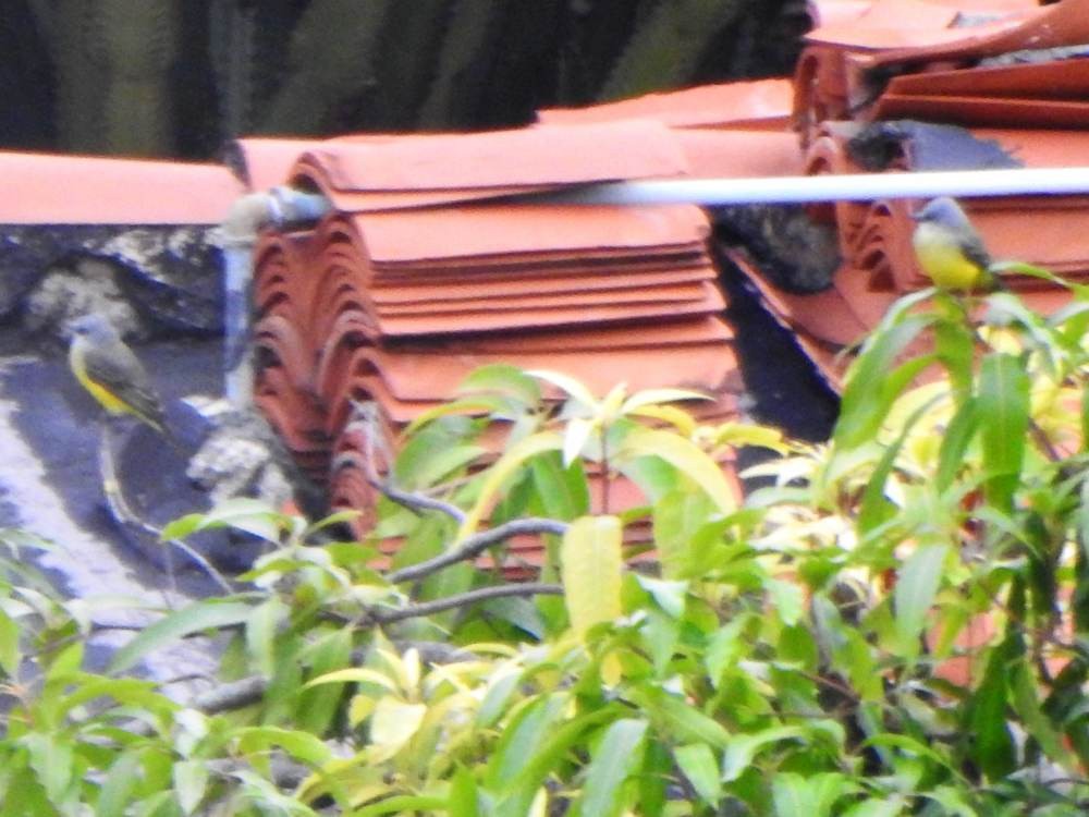 Tropical Kingbird - ML646635251