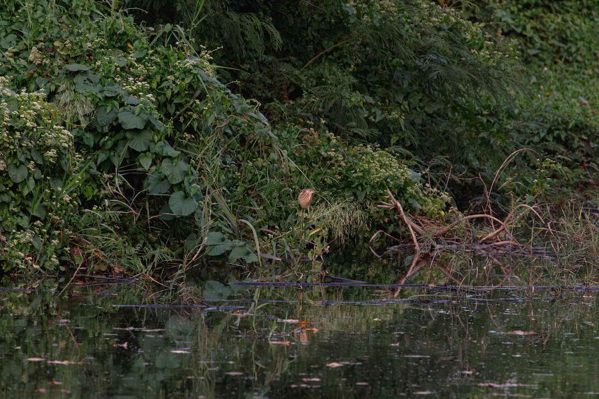 Бугайчик китайський - ML646635252