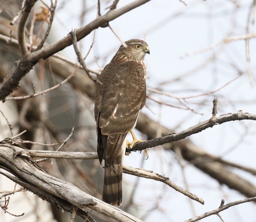 Яструб неоарктичний - ML646635253