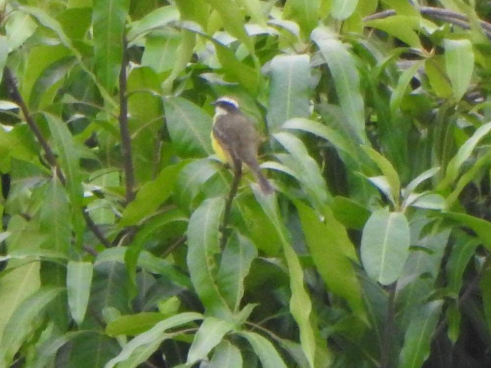 Social Flycatcher - ML646635259