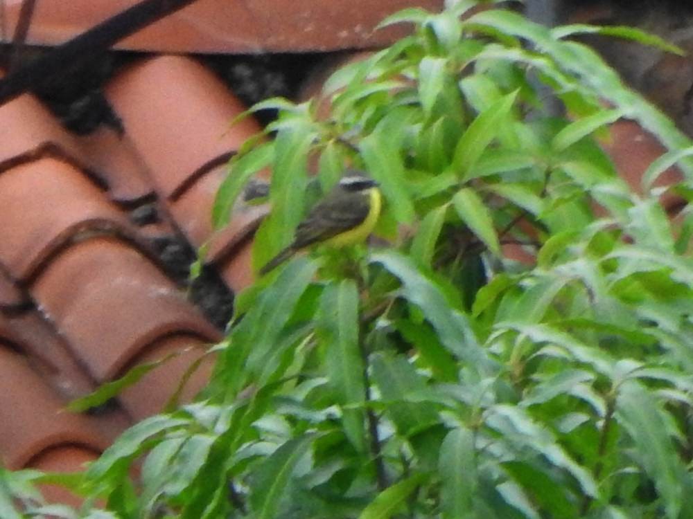 Social Flycatcher - ML646635260