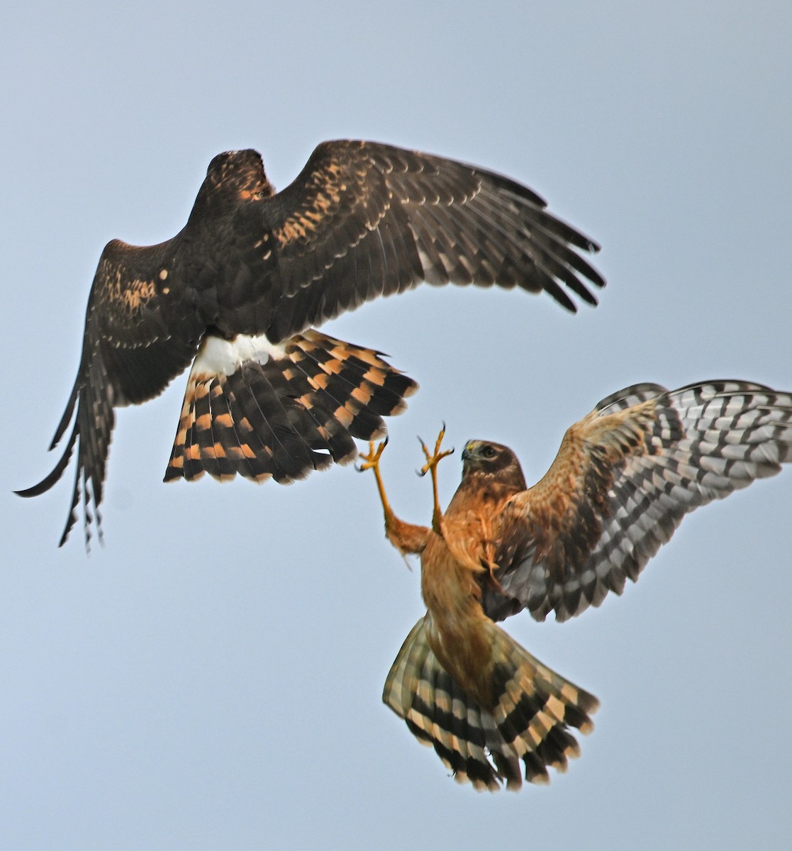 Лунь американський - ML646635261