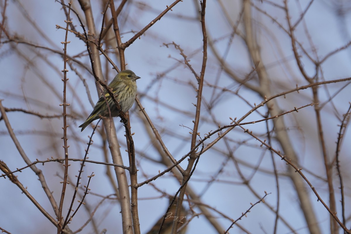 マヒワ - ML646635264