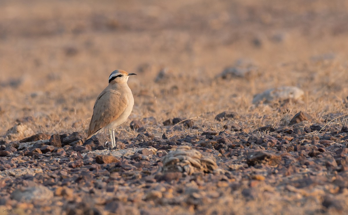 ørkenløper - ML646635265