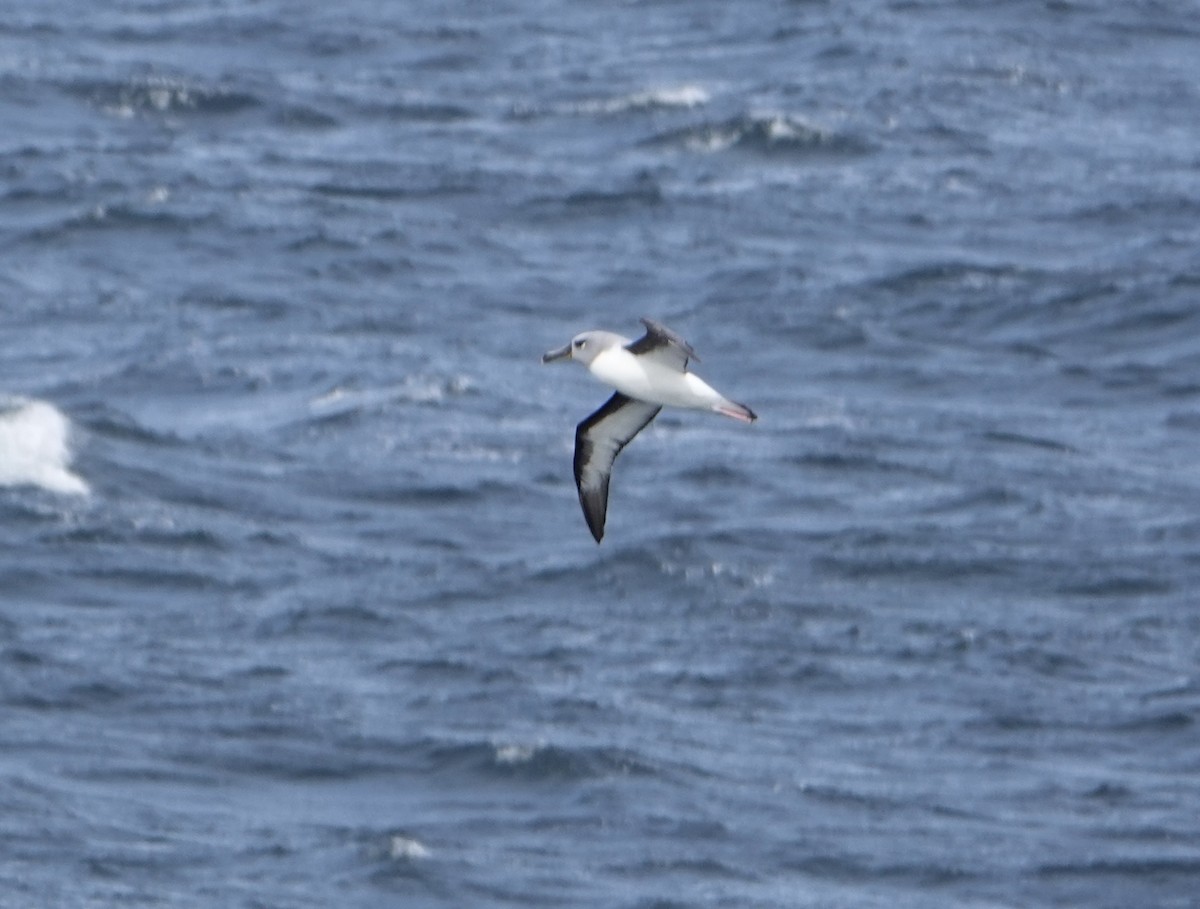Gray-headed Albatross - ML646635271