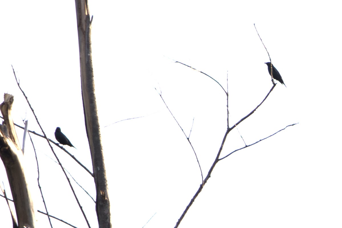 Шпак-малюк філіпінський - ML646635275