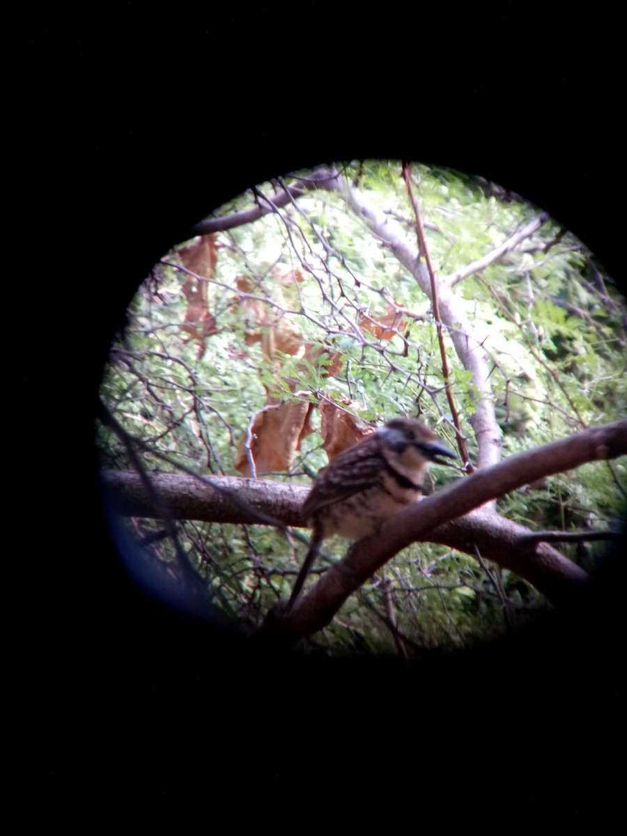 Doppelband-Faulvogel - ML646635277