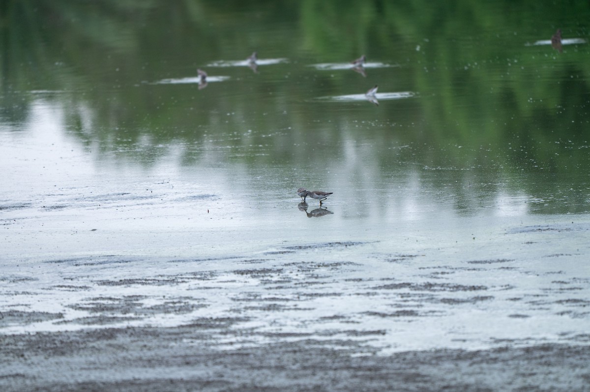 Bindenstrandläufer - ML646635278