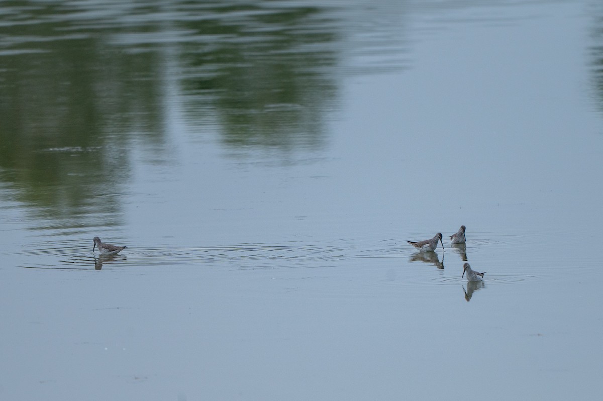 Bindenstrandläufer - ML646635279