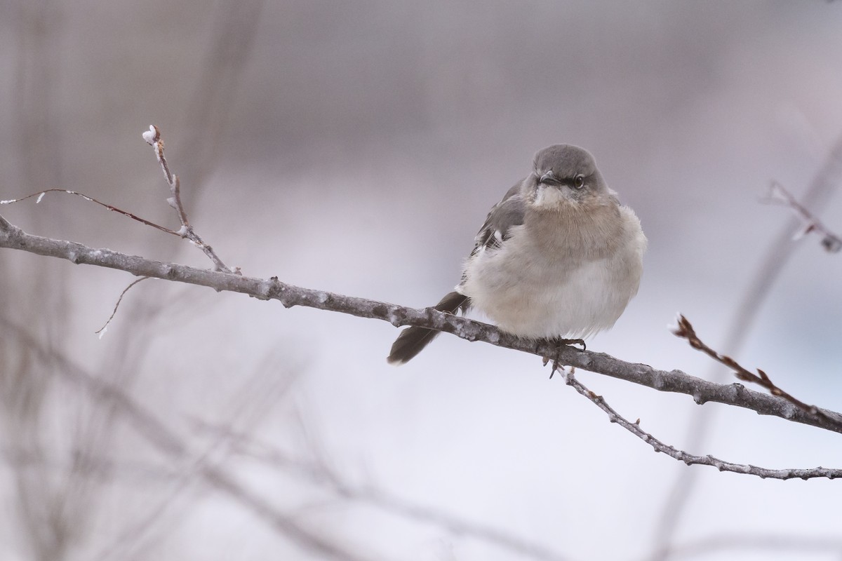 Kuzeyli Taklitçi - ML646635281