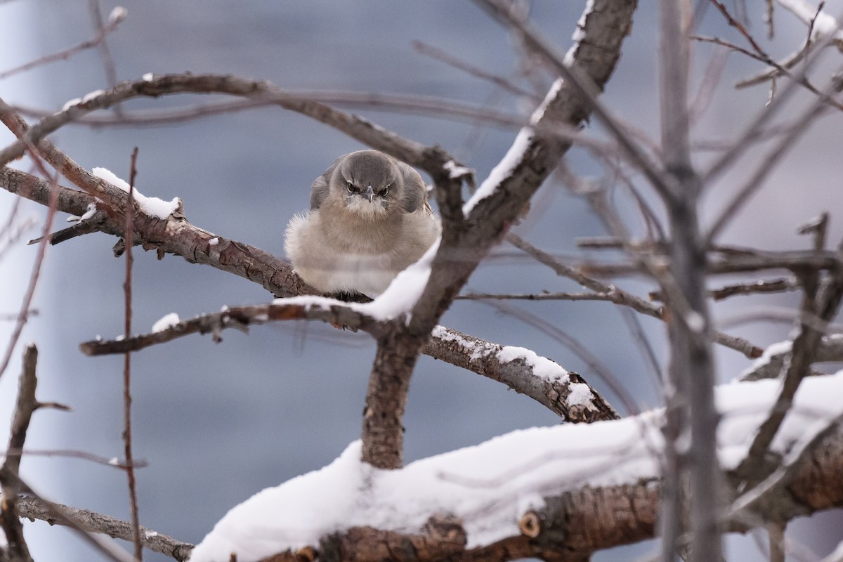 Kuzeyli Taklitçi - ML646635282